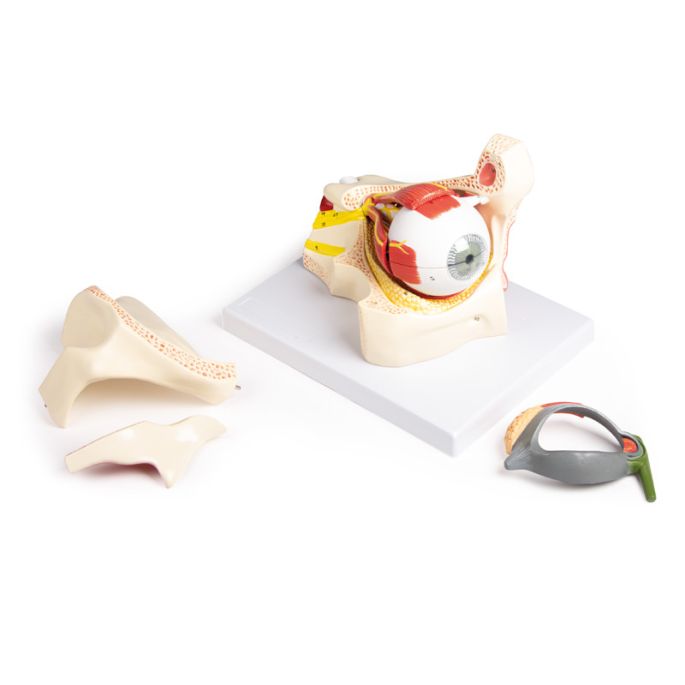 Oog in baan met ooglid - afbeelding 3