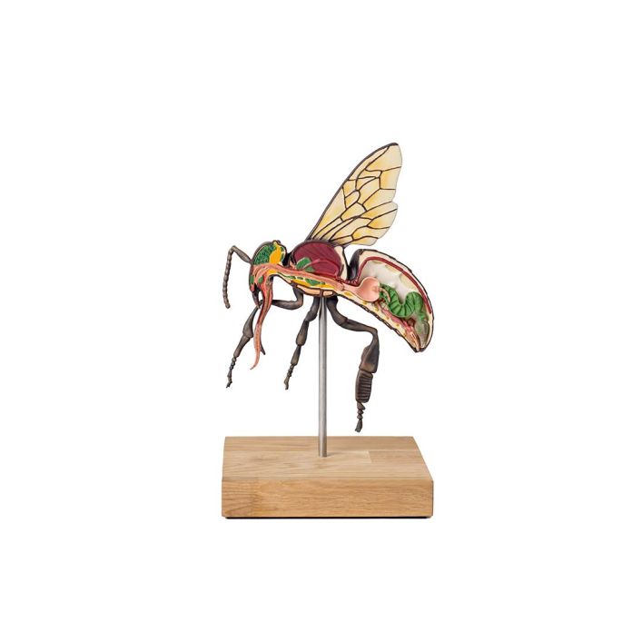 Model werkbij (Apis mellifera), 25x vergroot, 3-delig