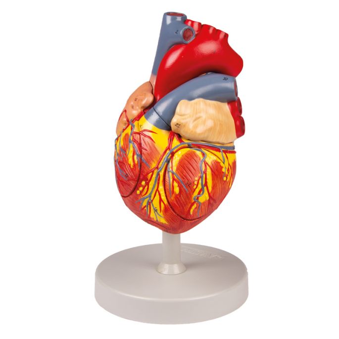 Menselijk hart