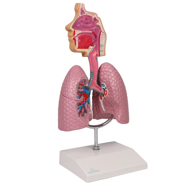Menselijk ademhalingssysteem - EZ Augmented Anatomy - afbeelding 2