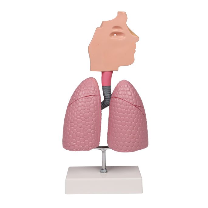 Menselijk ademhalingssysteem - EZ Augmented Anatomy - afbeelding 3