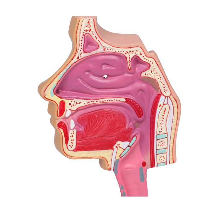 Menselijk ademhalingssysteem - EZ Augmented Anatomy - afbeelding 4