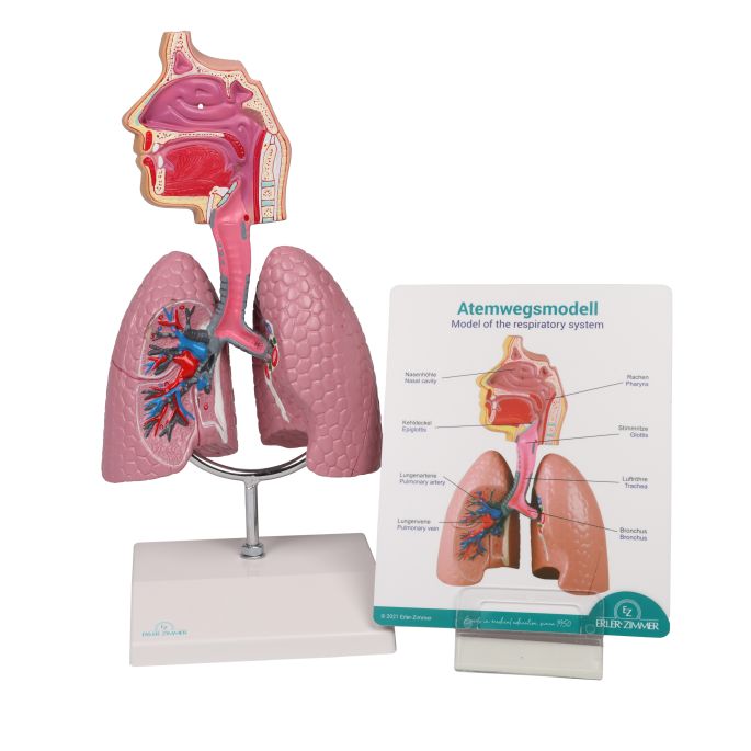 Menselijk ademhalingssysteem - EZ Augmented Anatomy - afbeelding 6