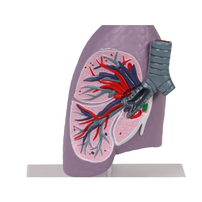 levensgroot - EZ Augmented Anatomy - afbeelding 2