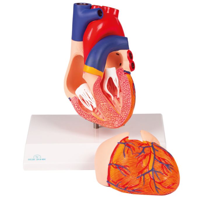  2 delen - EZ Augmented Anatomy - afbeelding 2