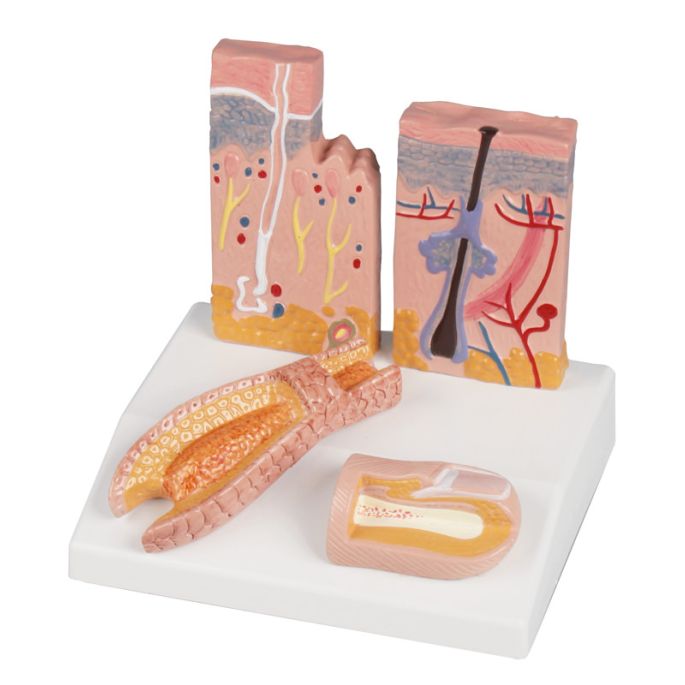 Huid-haar-nagel desktopmodel - EZ Augmented Anatomy