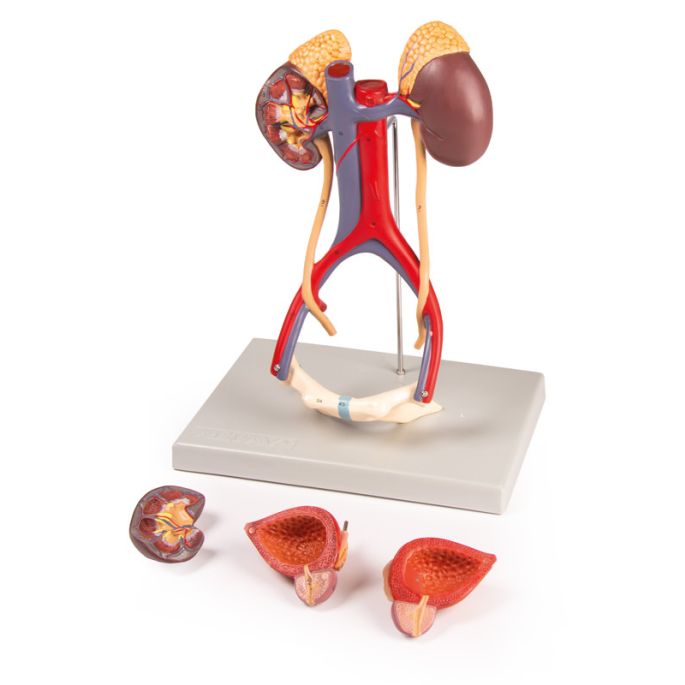 Urinesysteem