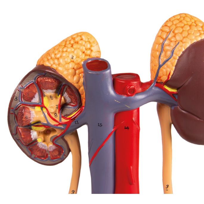 Urinesysteem