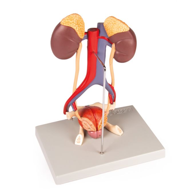 Urinesysteem