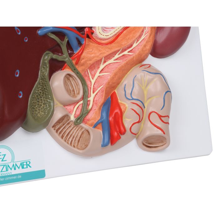pancreas en twaalfvingerige darm - afbeelding 2