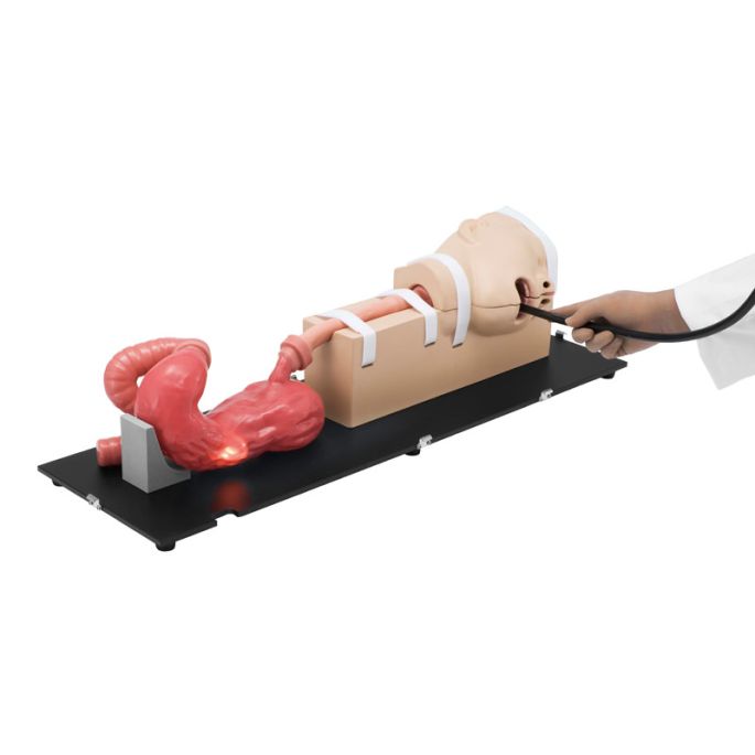 EGD-simulator (EsophagoGastroDuodenoscopie). - afbeelding 2