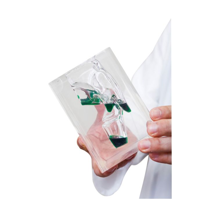 Transparant laryngofarynxmodel - afbeelding 2