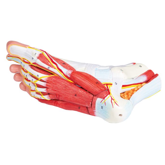 Anatomie van de voet