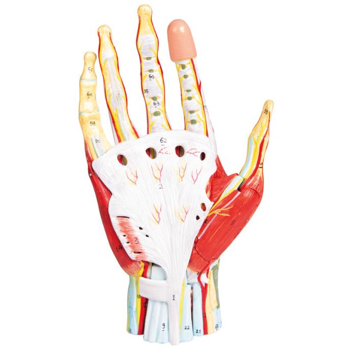 Regionale anatomie van de hand