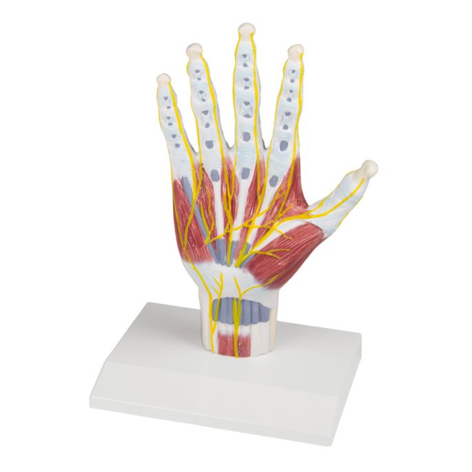 Handanatomie structuurmodel - afbeelding 2
