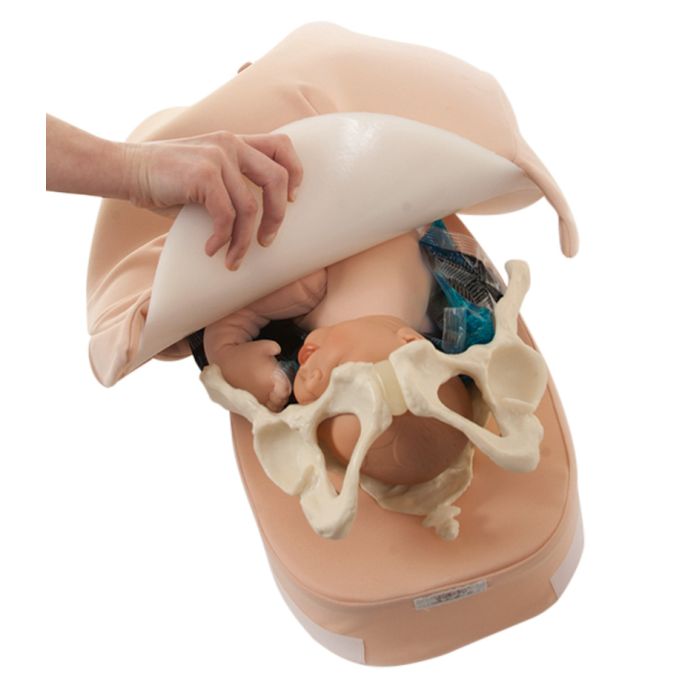 Abdominale Palpatie Modelset - afbeelding 2