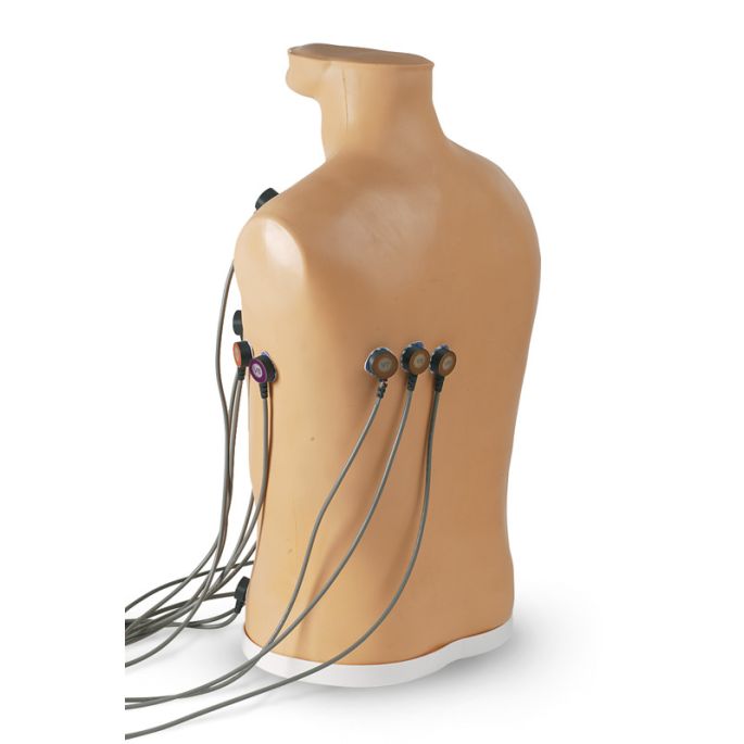 15-kanaals ECG-plaatsingstrainer - afbeelding 2