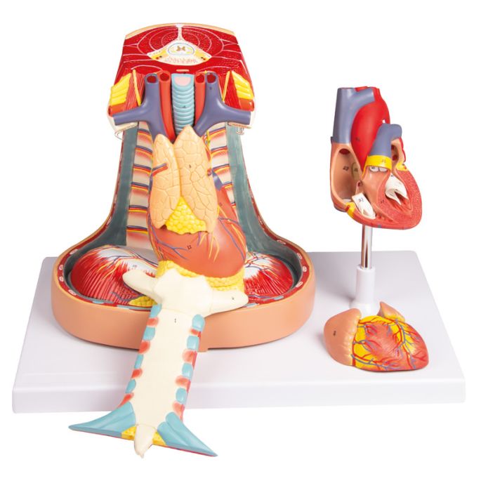 Mediastinum