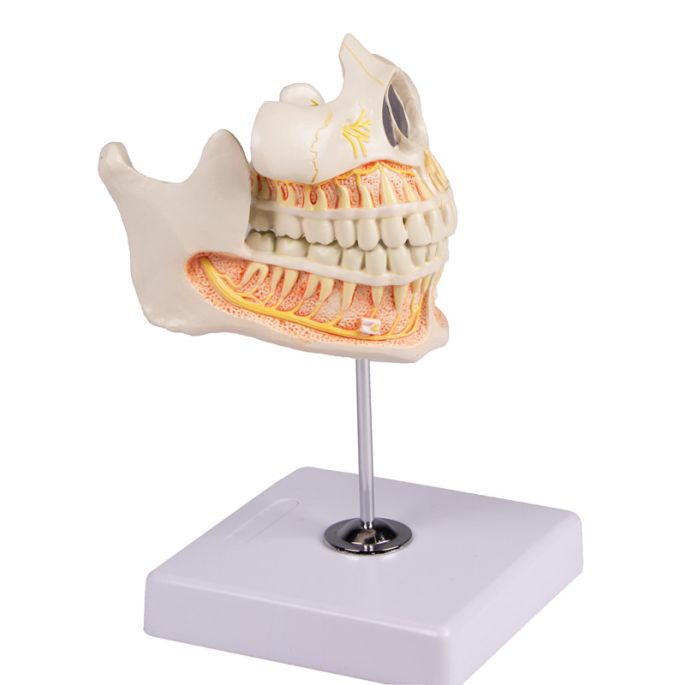 Permanente tandenmodel - afbeelding 6