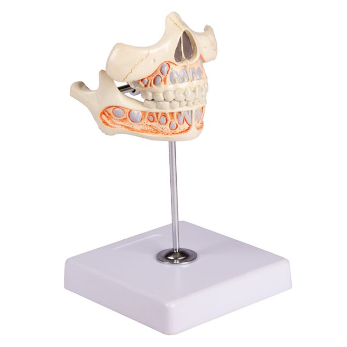 Melktanden model - afbeelding 2