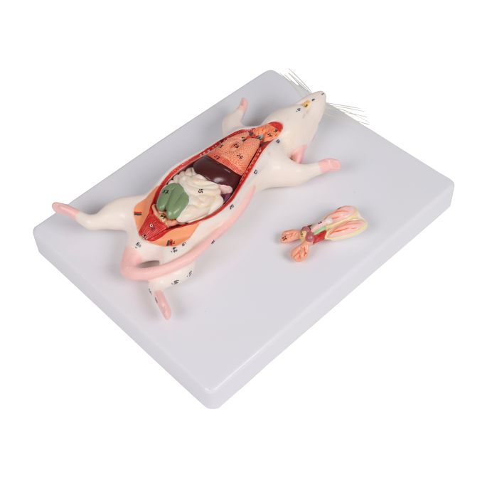 Dissectiemodel van ratten - afbeelding 2
