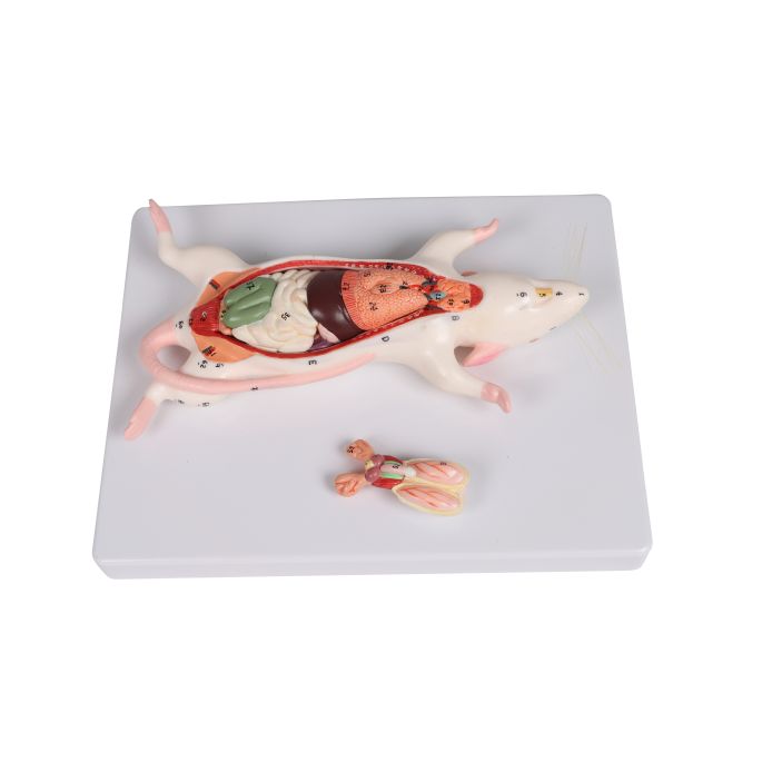 Dissectiemodel van ratten - afbeelding 3