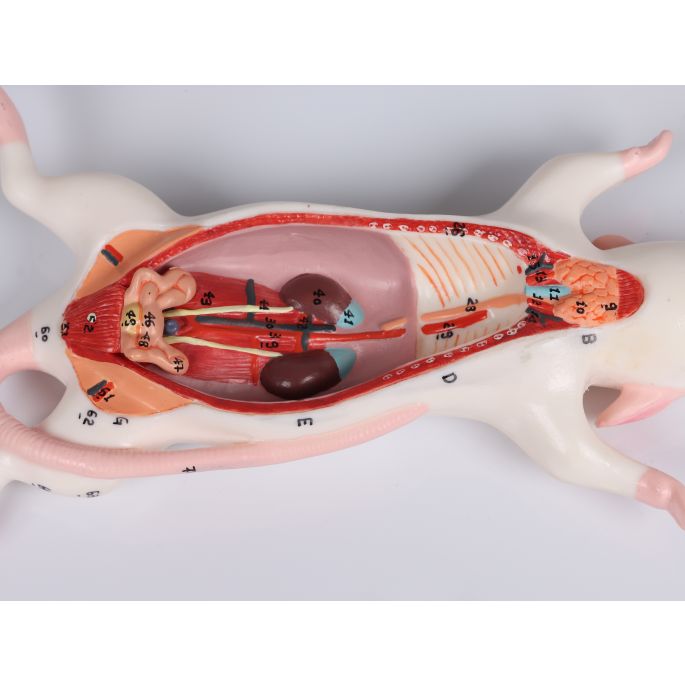 Dissectiemodel van ratten - afbeelding 4