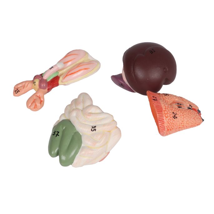 Dissectiemodel van ratten - afbeelding 5