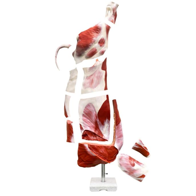 Model half rundkarkas (stier), ware grootte