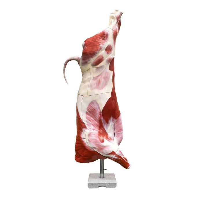 Model half rundkarkas (stier), ware grootte