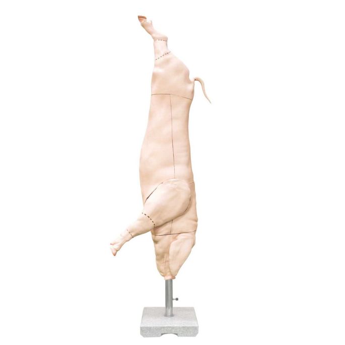 Model half varkenskarkas, ware grootte
