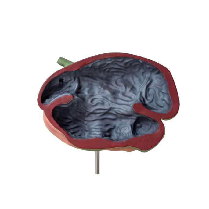 Model schapenmaag, 2-delig, 1/3 ware grootte