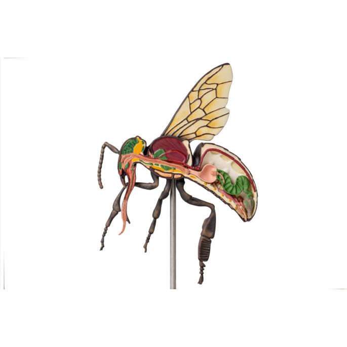 Model werkbij (Apis mellifera), 25x vergroot, 3-delig