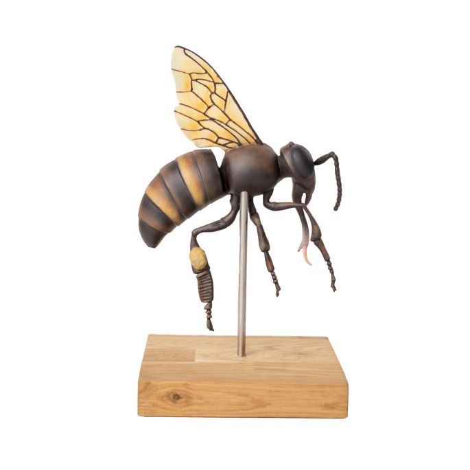 Model werkbij (Apis mellifera), 25x vergroot, 3-delig