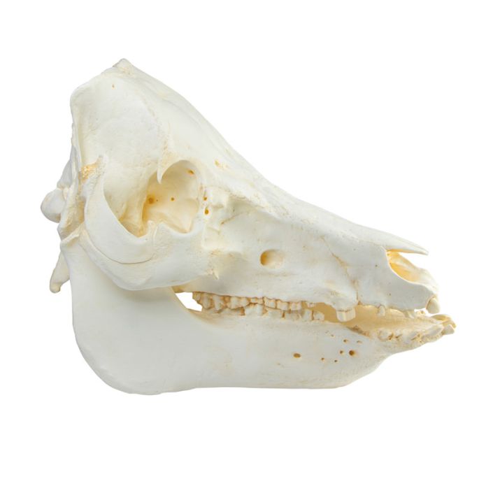 Schedel als huisdier gehouden varken (Sus scrofa domesticus) - afbeelding 2