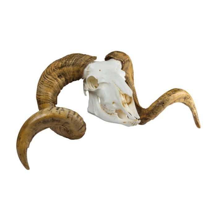 Schedel en hoorn Merino schaap ram (Ovis aries) - afbeelding 2