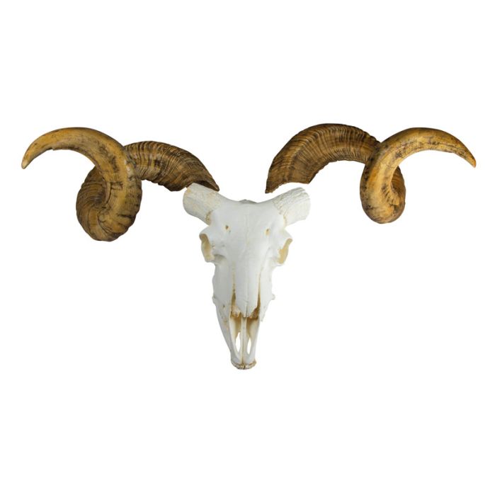 Schedel en hoorn Merino schaap ram (Ovis aries) - afbeelding 3