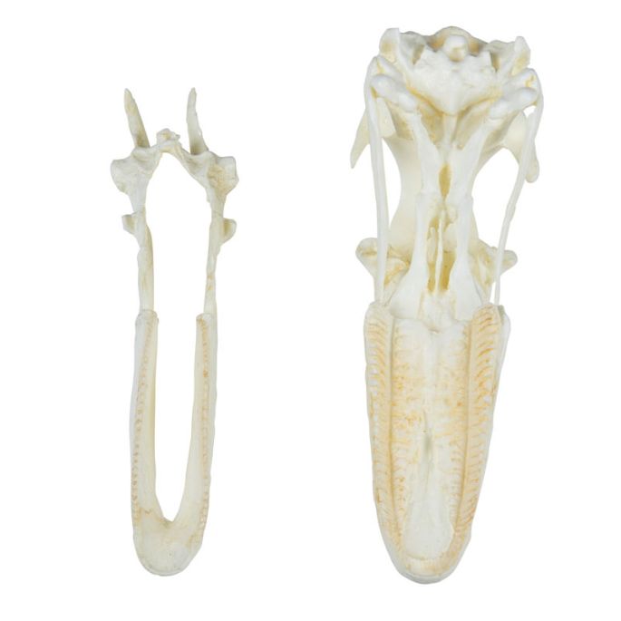  tamme gans (Anser spec.) - afbeelding 2