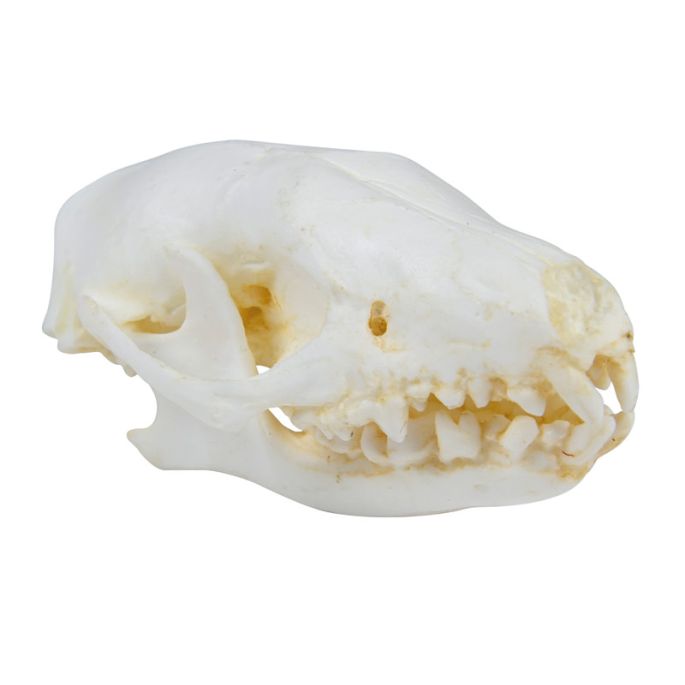 Schedelegel (Erinaceus europaeus) - afbeelding 2