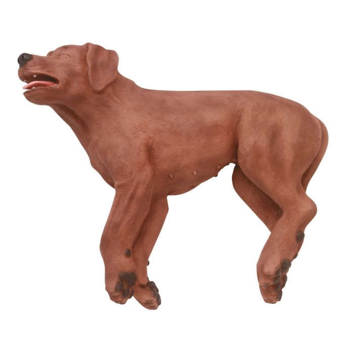 Reanimatiehond CasPer