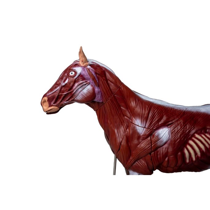 Paard(merrie)model