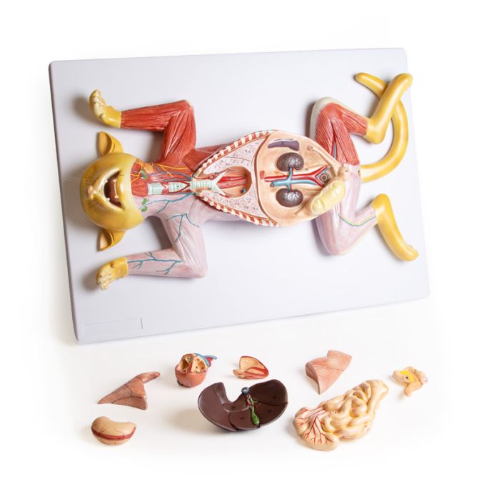 Zwanger kattendissectiemodel - afbeelding 2
