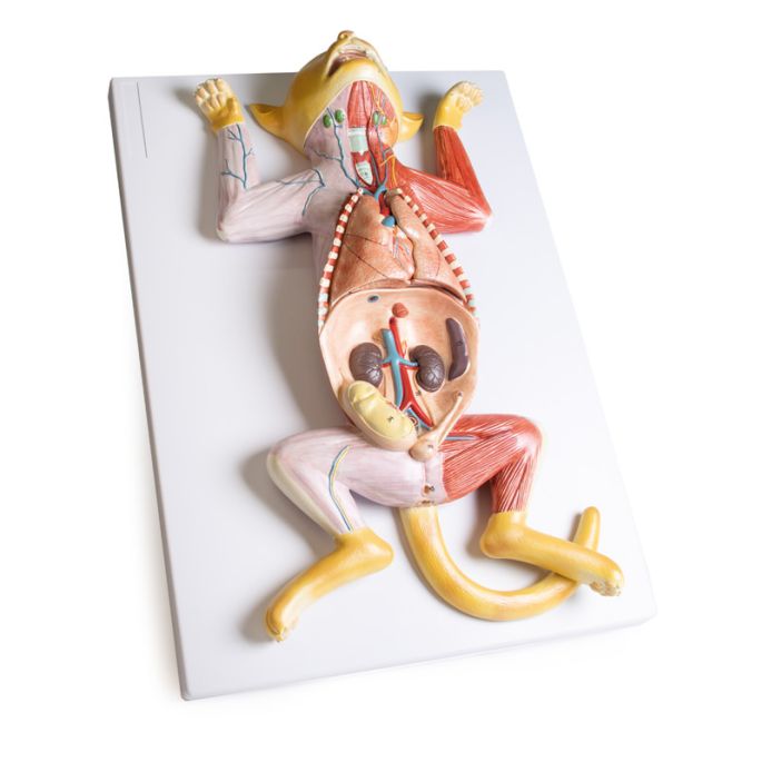 Zwanger kattendissectiemodel - afbeelding 3