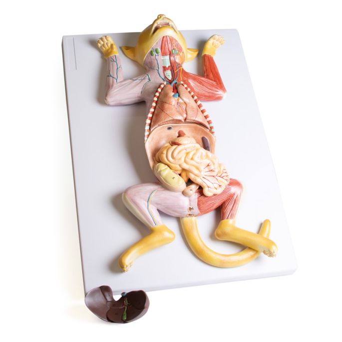 Zwanger kattendissectiemodel - afbeelding 4