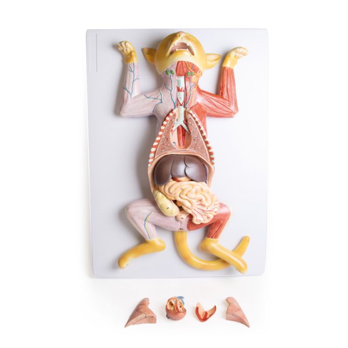 Zwanger kattendissectiemodel - afbeelding 7