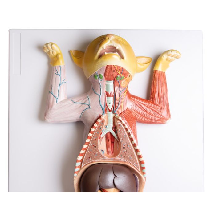 Zwanger kattendissectiemodel - afbeelding 8