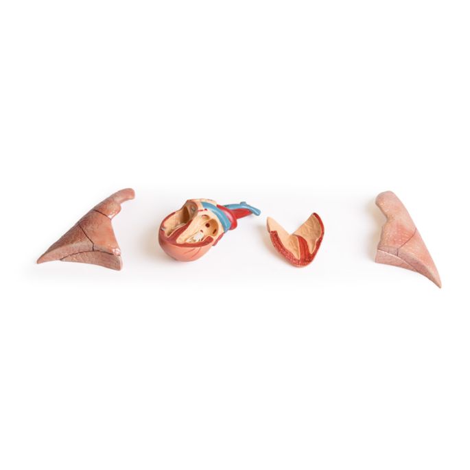 Zwanger kattendissectiemodel - afbeelding 9