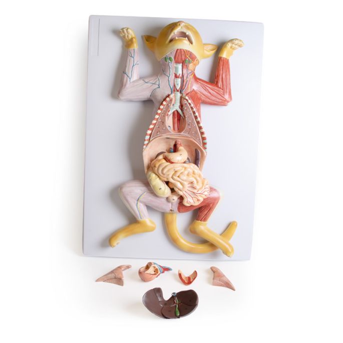 Zwanger kattendissectiemodel - afbeelding 10