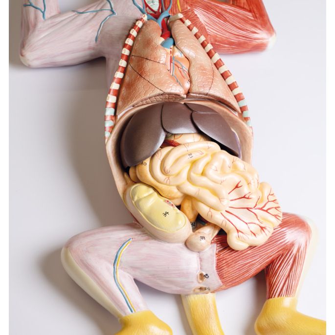 Zwanger kattendissectiemodel - afbeelding 11