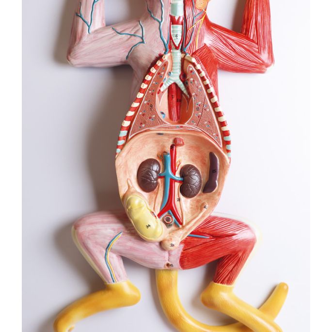 Zwanger kattendissectiemodel - afbeelding 12